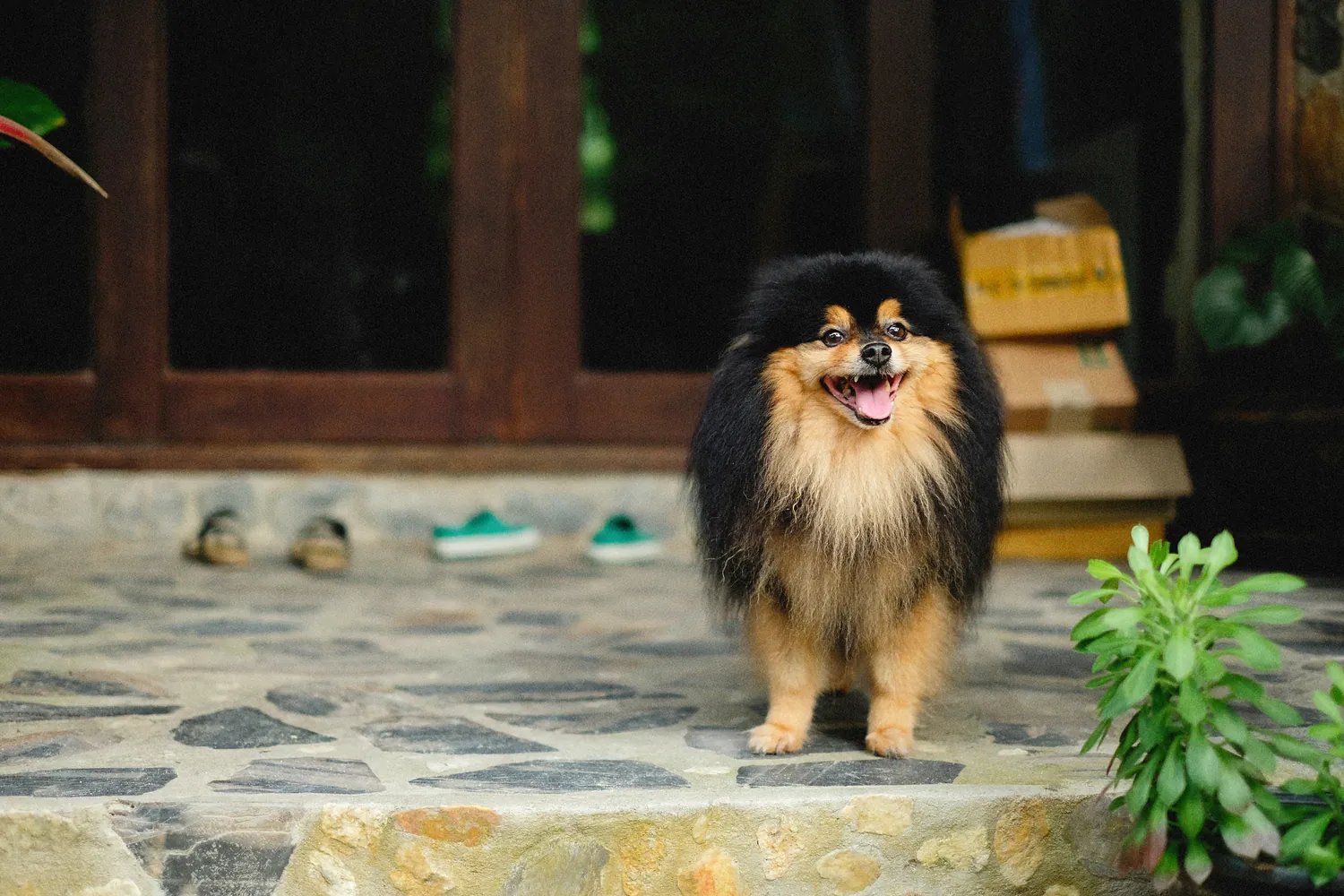 Key Considerations for Securing a Pet-Friendly Rental Property
